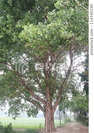 The banyan tree on road of village 114340199