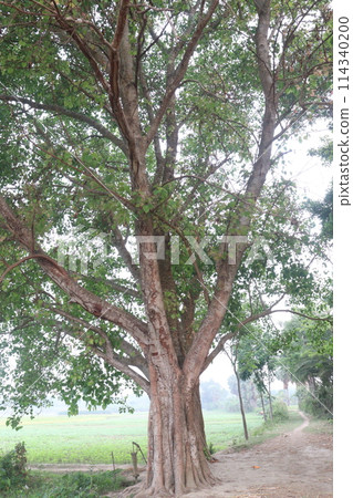 The banyan tree on road of village 114340200