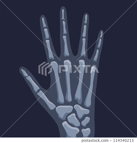 Human bones orthopedic and skeleton icon, bone x-ray image of human joints, anatomy skeleton flat design vector illustration 114340213