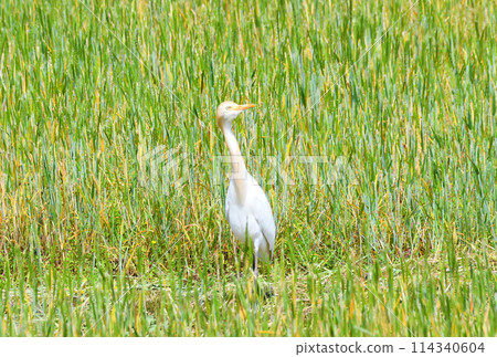 Amazaki Amazaki 114340604