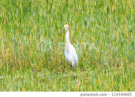 Amazaki Amazaki 114340605