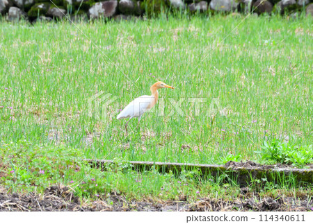 牛背鷺 牛背鷺 114340611