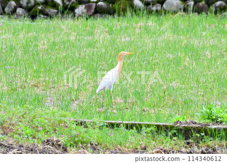 牛背鷺 牛背鷺 114340612