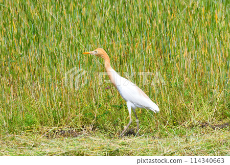 牛背鷺 牛背鷺 114340663