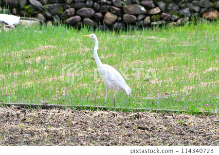 Great Egret, White Egret 114340723