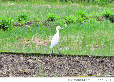 Great Egret, White Egret 114340724