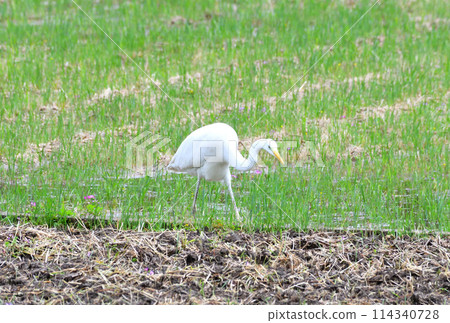 Great Egret, White Egret 114340728