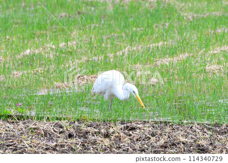 Great Egret, White Egret 114340729