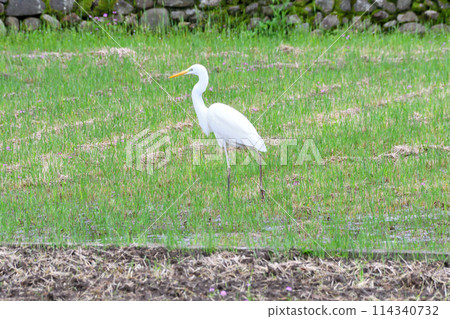 Great Egret, White Egret 114340732