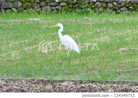 大白鷺、白鷺 114340733