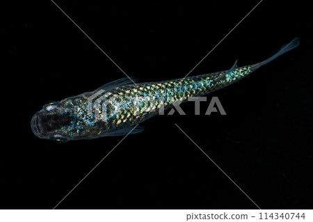 Lame medaka (aloe medaka) 114340744