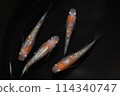 The beautiful red and white glitter killifish (Ouka killifish) 114340747