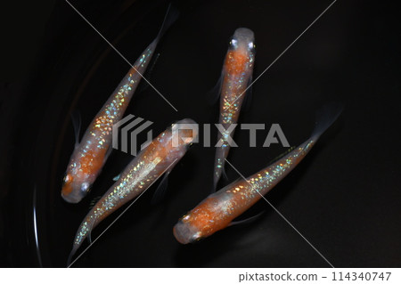 The beautiful red and white glitter killifish (Ouka killifish) The beautiful red and white glitter killifish (Ouka killifish) 114340747