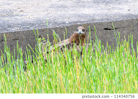 托比，托比 114340756