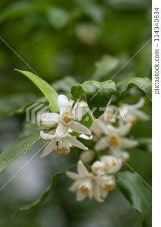 柚子花 柚子花 114340834