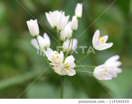 可愛的野花,旗木韭菜 可愛的野花,旗木韭菜 114340839