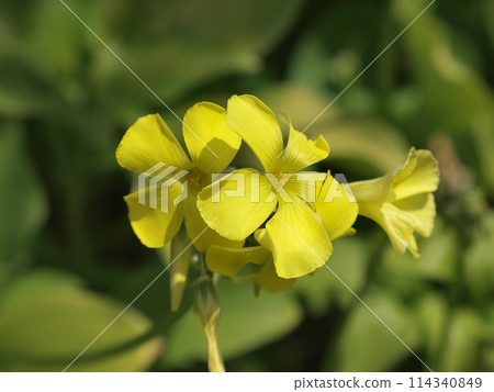 Oxalis flower 114340849