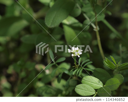 A lovely wild flower, Cardamomum michitanensis 114340852