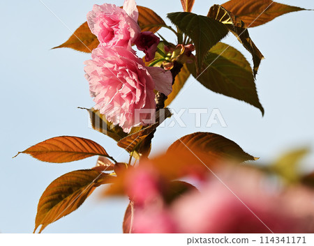 Double cherry blossoms in the setting sun 114341171