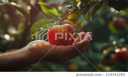 Low Hanging Fruit with hand , harvest generated AI 114341265