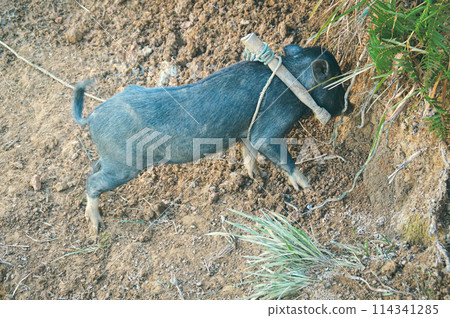 A Black Swayback pig also known locally as Babi Bali Asi which is an indigenous native species of swine used as a traditional ceremonial roasted pig for religious belief and rituals in Bali, Indonesia 114341285