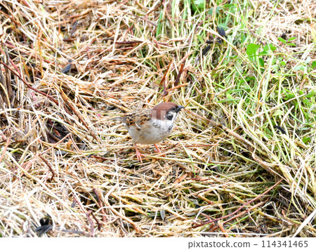 麻雀 麻雀 114341465