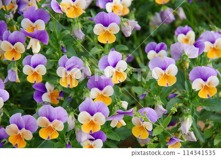 盛開在春天花壇的中提琴花 114341535