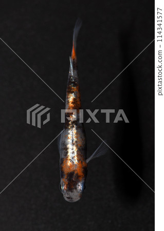 Three-color external light medaka (rudolphin) Three-color external light medaka (rudolphin) 114341577
