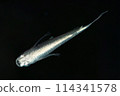 Beautiful long-finned killifish (Sunset Gokuryu) with beautiful scales 114341578