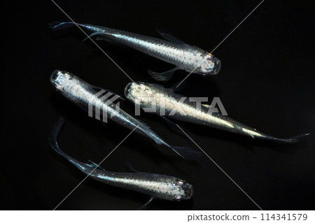 Beautiful external light killifish (Sunset Gokuryu) Beautiful external light killifish (Sunset Gokuryu) 114341579