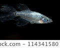 Long-finned killifish (Maou) 114341580
