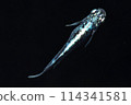 Austere killifish (Sumitake Bob killifish) 114341581