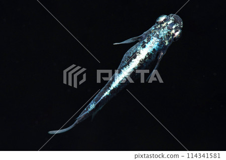 Austere killifish (Sumitake Bob killifish) 114341581