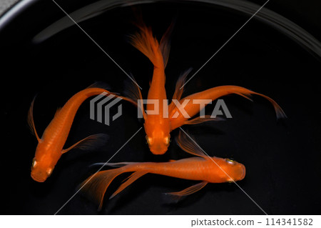 Long-finned killifish (Yang Guifei Real Long Fin) Long-finned killifish (Yang Guifei Real Long Fin) 114341582