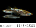 Beautiful glittery killifish (amber glitter) 114341583