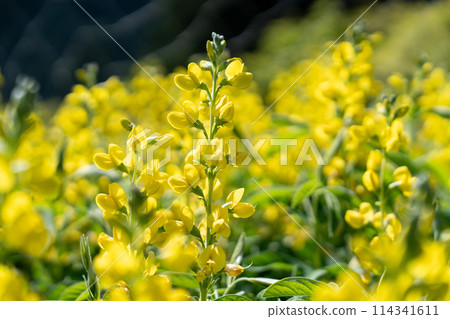 黃仙台萩 黃仙台萩 114341611