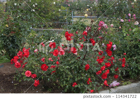 Arao City Ominous Citizen Flower Bed Rose Flower, Arao City Ominous Citizen Flower Bed Rose Flower, 114341722