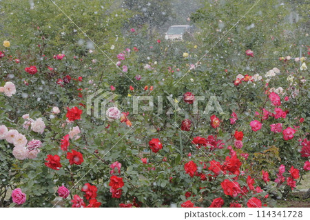 Arao City Ominous Citizen Flower Bed Rose Flower, Arao City Ominous Citizen Flower Bed Rose Flower, 114341728