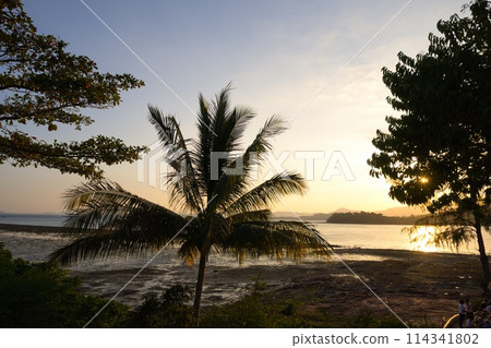 Sunset and palm trees 114341802