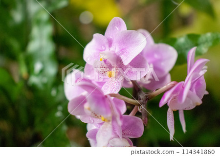 Pinkish purple full blooming flowers on plant Pinkish purple full blooming flowers on plant 114341860