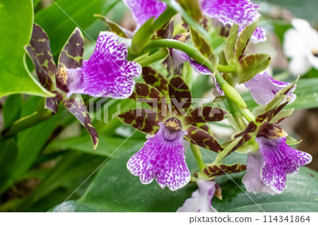 Beautiful orchids live plant purple and red  114341864