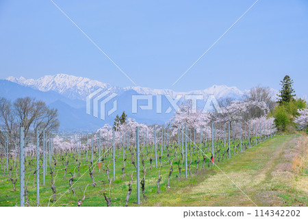 Wine vineyards, Uyama cherry blossom trees, and the Northern Alps [Ikeda Town, Kitaazumi District] 114342202