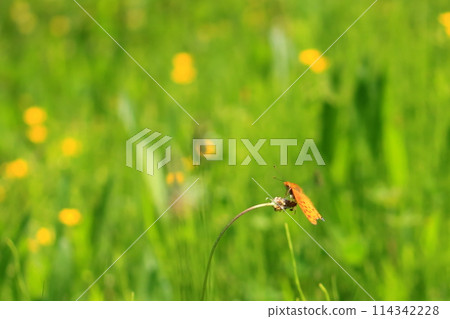 Zuma giuna 114342228