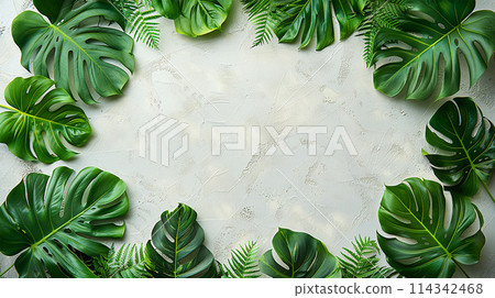 Green monstera leaves border on a white background with copy space Green monstera leaves border on a white background with copy space 114342468