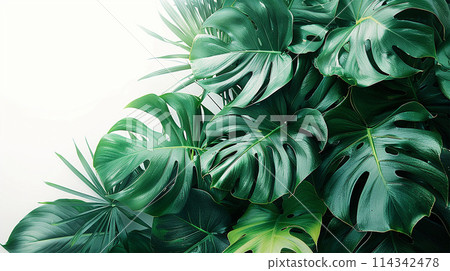 Green monstera leaves border on a white background with copy space 114342478