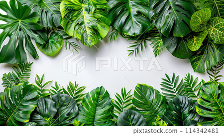 Green monstera leaves border on a white background with copy space Green monstera leaves border on a white background with copy space 114342481