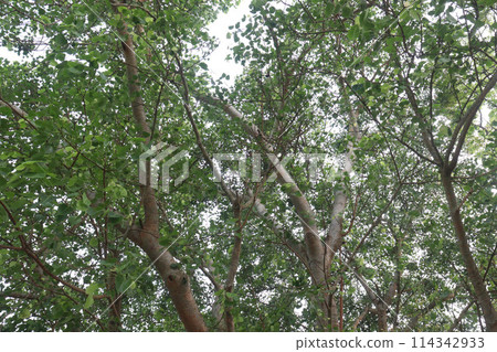 The banyan tree on road of village 114342933