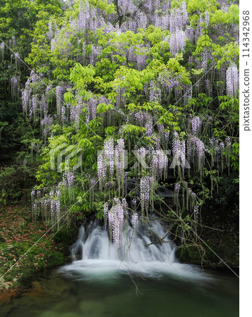 Wisteria of Niho Consistent Field, Yamaguchi City Wisteria of Niho Consistent Field, Yamaguchi City 114342968