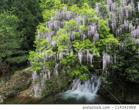 Wisteria of Niho Consistent Field, Yamaguchi City 114342969