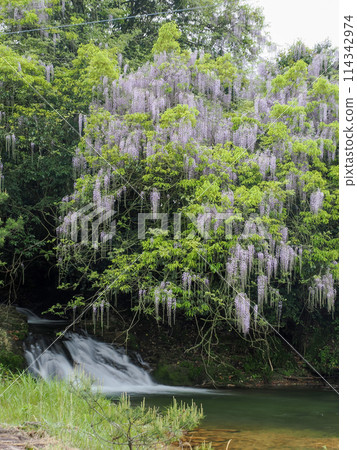 山口市二保一致田的紫藤 山口市二保一致田的紫藤 114342974